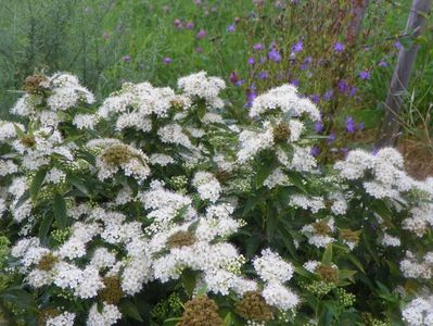 spiraea Albiflora