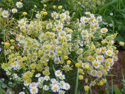 erigeron annuus