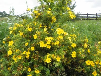 potentilla fruticosa Goldfinger