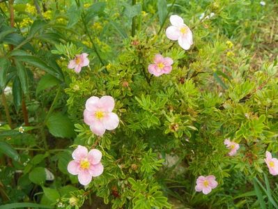 potentilla fruticosa Pink Beauty