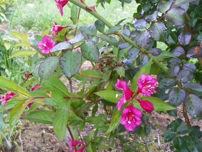 weigela Bristol Ruby