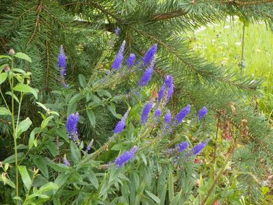 veronica spicata