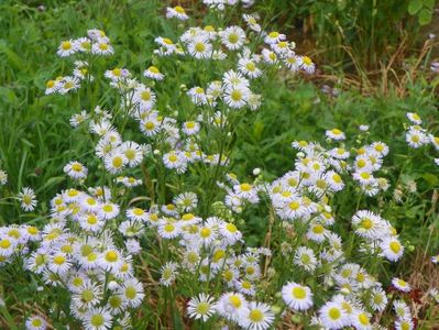 erigeron annuus