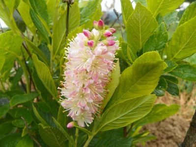 clethra alnifolia Ruby Spice