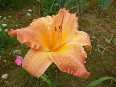 hemerocallis Senegal