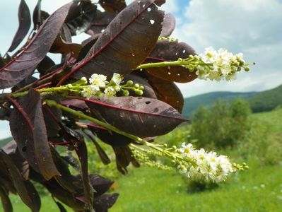 prunus virginiana Schubert