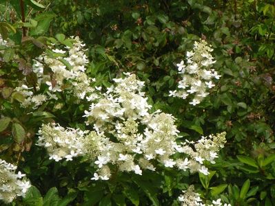 hydrangea paniculata Grandiflora