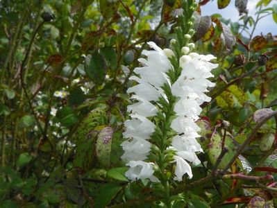 physostegia virginiana