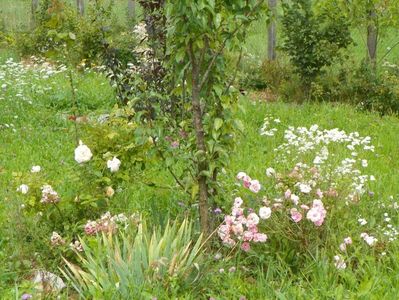 Mvr Nathalie Nypels si erigeron annuus