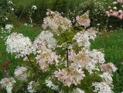 hydrangea paniculata Phantom