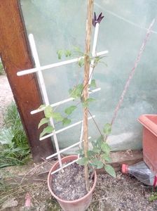 epuizat Solidarnosc cu boboc. clematita cu flori rosii, inflorete de 2 ori