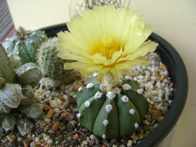 Astrophytum asterias