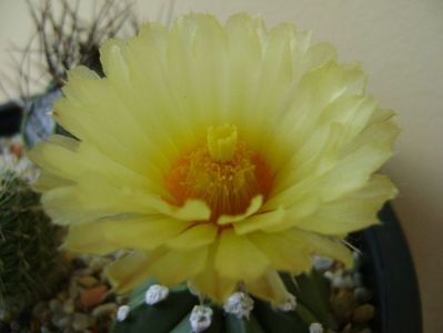 Astrophytum asterias