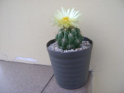 Thelocactus leucacanthus