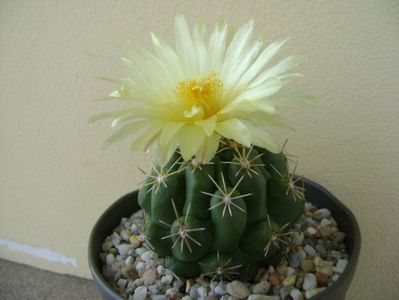 Thelocactus leucacanthus