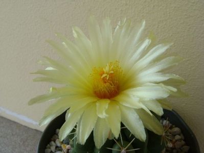 Thelocactus leucacanthus