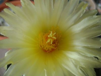 Thelocactus leucacanthus