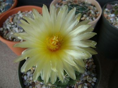 Thelocactus leucacanthus