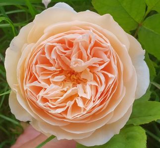 Crown Princess Margaretta.