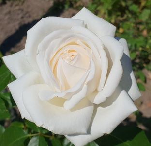 Pierre Arditti (Tufa); Bred by Alain Meilland. Strong, damask, fruity, raspberry fragrance. Blooms in flushes throughout the season. Height (90 to 120 cm).
