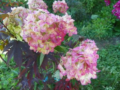 hydrangea paniculata Fraise Melba