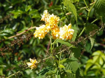 kerria japonica