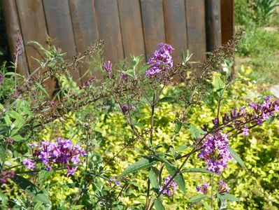 buddleja Empire Blue