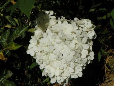 hydrangea paniculata Vanille Fraise