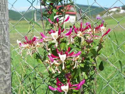 lonicera peryclimenum Serotina