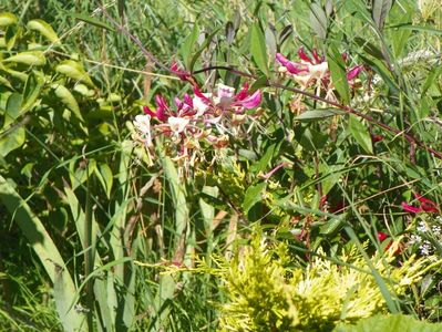 lonicera peryclimenum Serotina