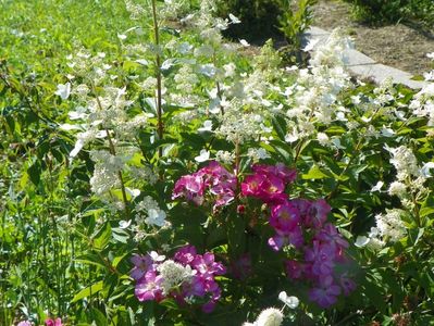 Lavender Dream si hydrangea pan. Pink Diamond