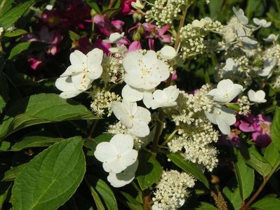 hydrangea paniculata Pink Diamond