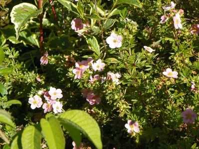 potentilla fruticosa Princess