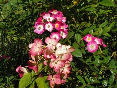 hydrangea paniculata Diamond Rouge si Mozart