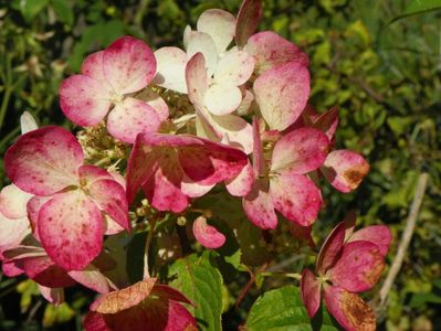 hydrangea paniculata Diamond Rouge