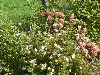 potentilla fruticosa Abbotswood si hydrangea pan. Sundae Fraise