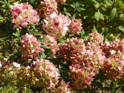 hydrangea paniculata Sundae Fraise