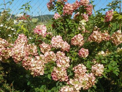 hydrangea paniculata Sundae Fraise