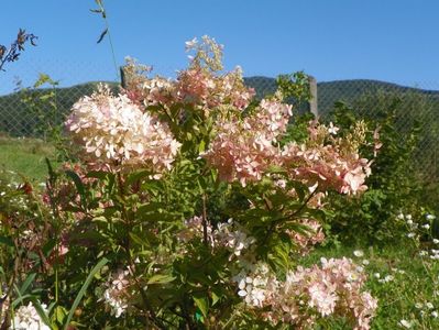 hydrangea paniculata Sundae Fraise