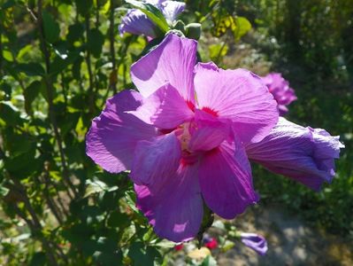 hibiscus syriacus Duc de Brabant