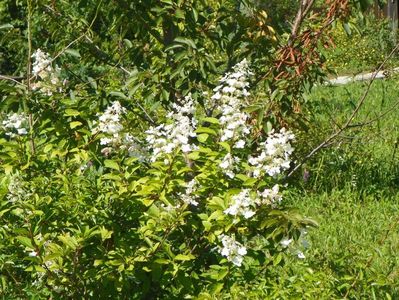 hydrangea paniculata Unique