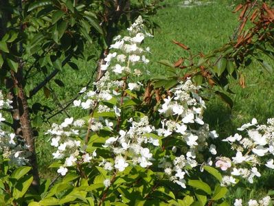 hydrangea paniculata Unique