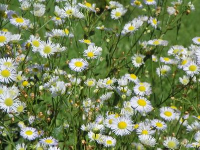 erigeron annuus