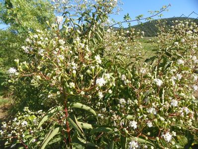 heptacodium miconioides