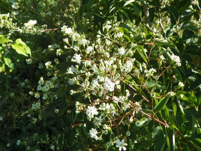 heptacodium miconioides