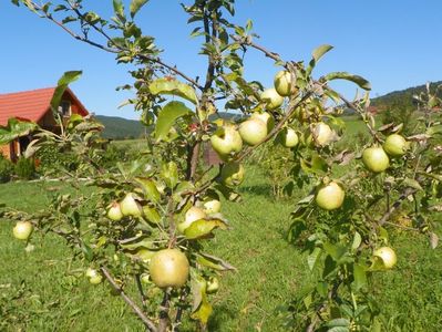 mar Golden Delicious