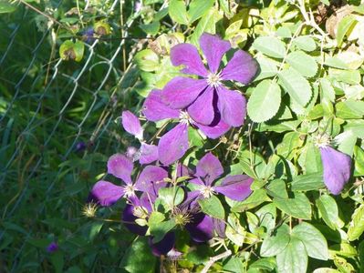 clematis Negritjanka