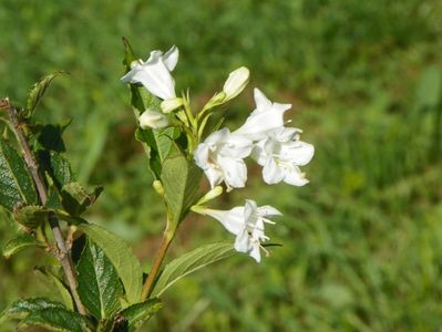 weigela candida