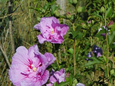 hibiscus syriacus Lavender Chiffon