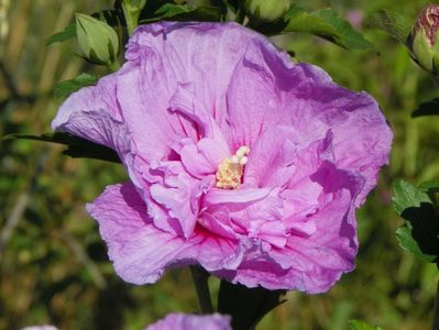 hibiscus syriacus Lavender Chiffon